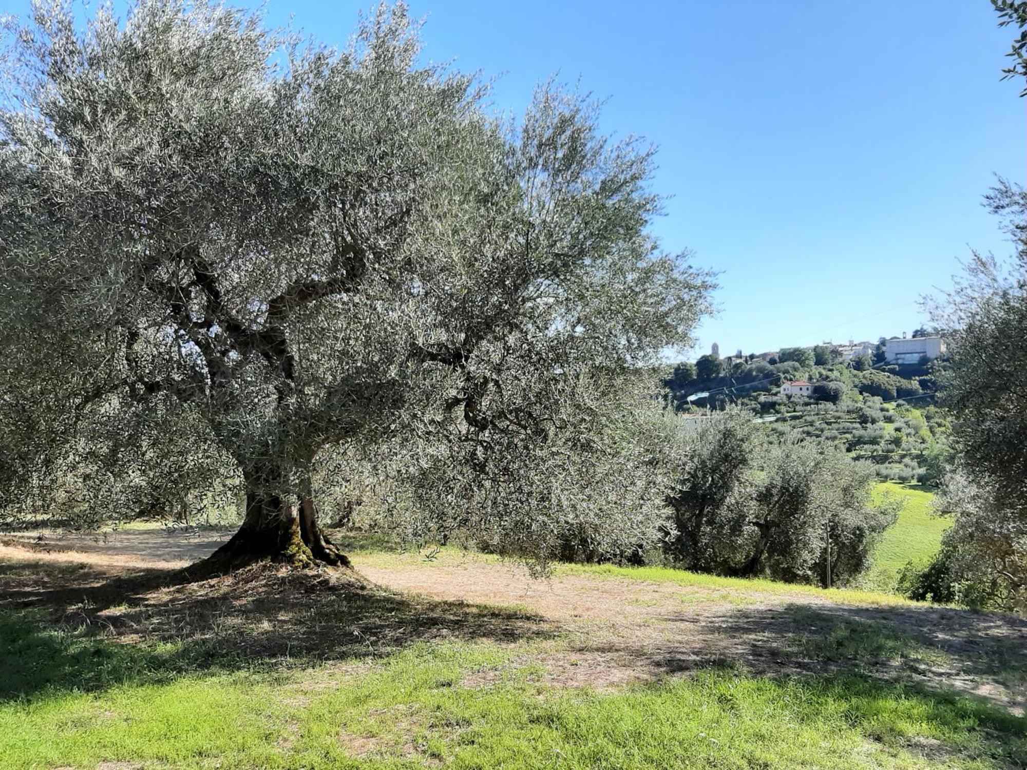 Montebello Degli Olivi Чиуси Экстерьер фото